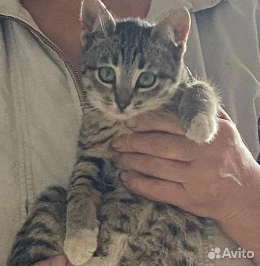 Котята мальчики