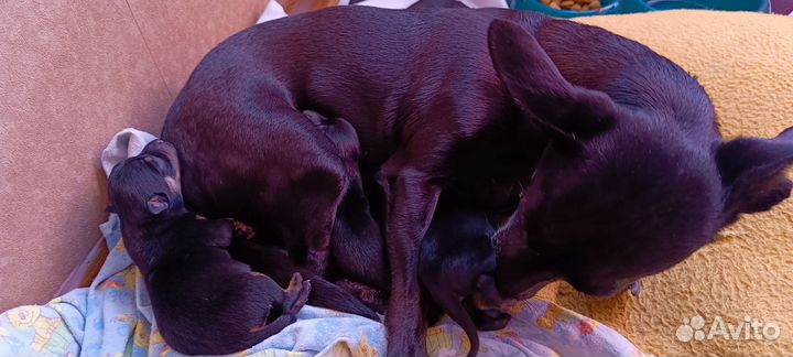 Той-терьер щенки