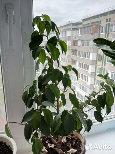 Продам цветы комнатные