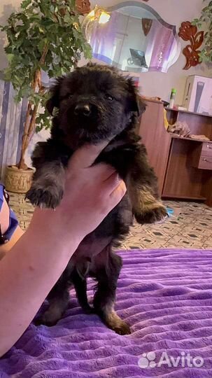 Щенки -1.5 месяца