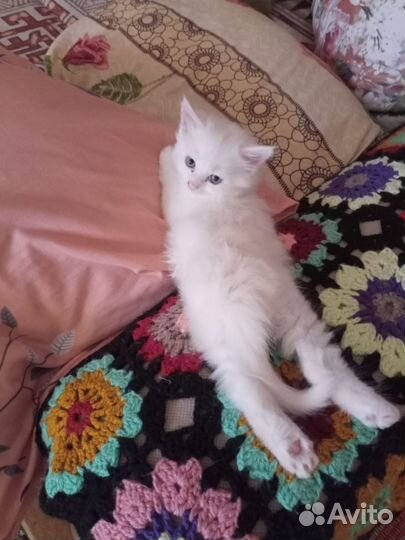 Отдам котят в добрые