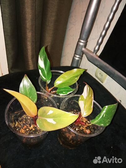 Филодендрон Розовая Принцесса, эпипремнум Себу Блю