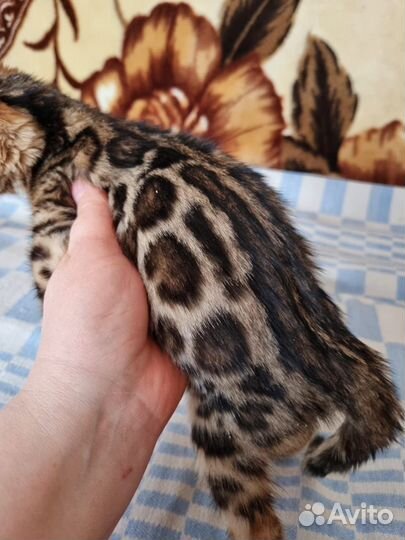 Бенгальские котята