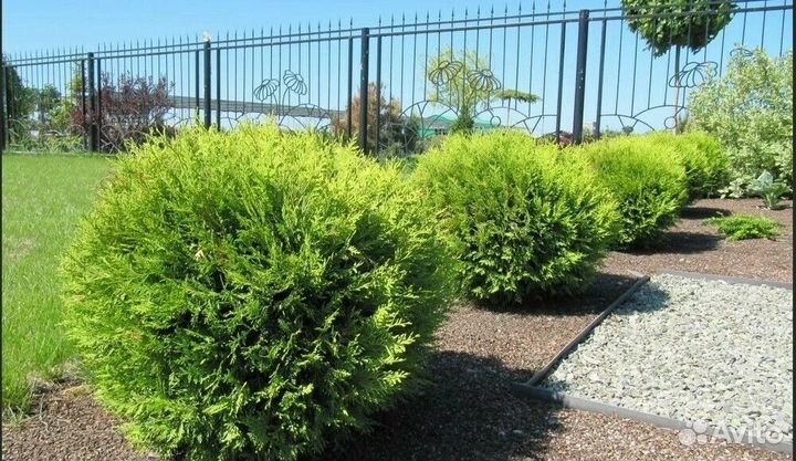 Можжевельник виргинский Шар