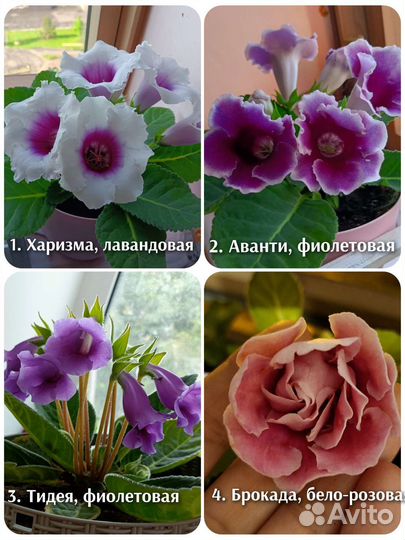 Глоксиния (Аванти, Харизма, Тидея, Брокада)