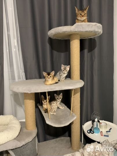 Котятки