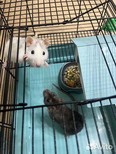 Крыса с клеткой