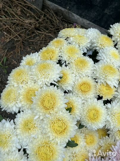 Хризантема