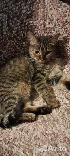 Кошка в дар