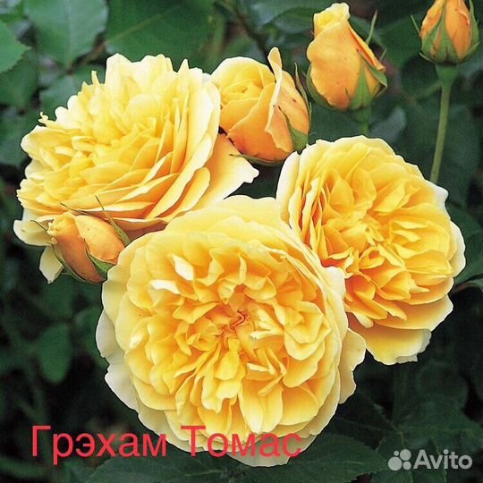 Саженцы роз