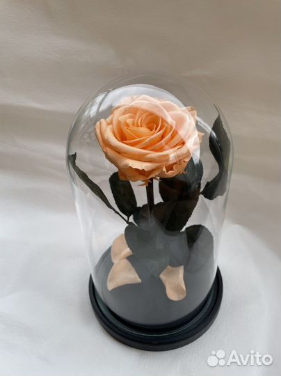 Роза В колбе