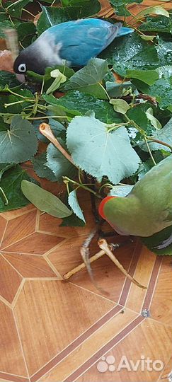 Неразлучники