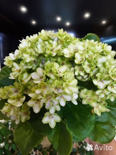 Фиалка п/ мини