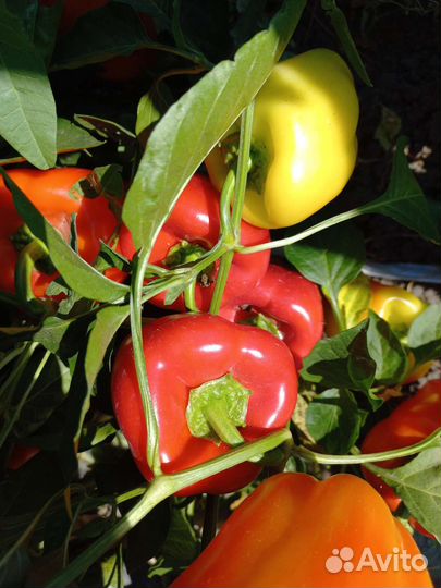 Укроп , перец