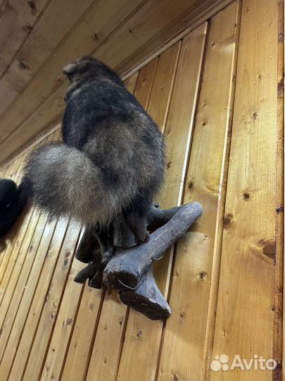 Чучело енота (имитация)