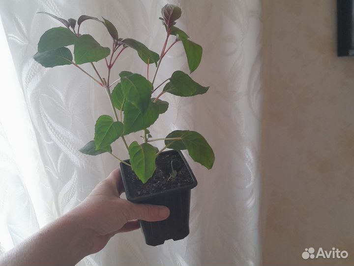 Фуксия, суккуленты, колеусы