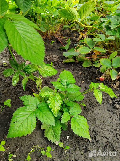 Ежевика бесшипная торнфри саженцы