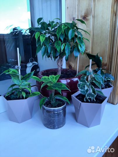 Фикус Бенджамина