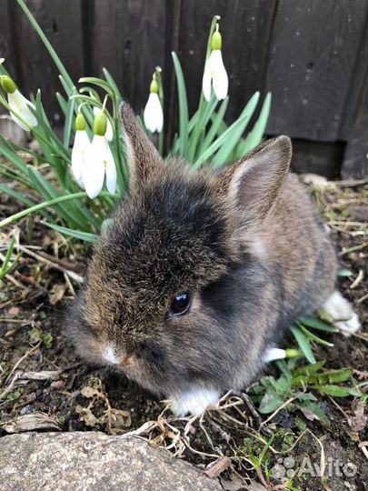 Львиноголовые карликовые кролики
