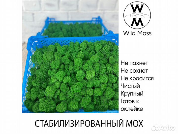 Стабилизированный мох