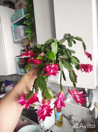 Декабрист шлюмбергера разные