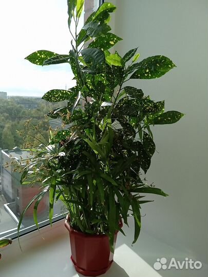 Комнатные цветы