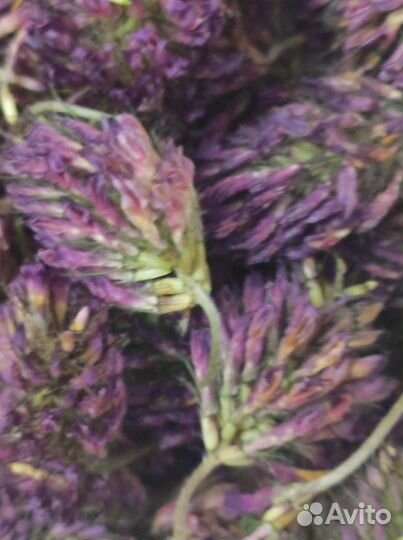 Клевер сушеный