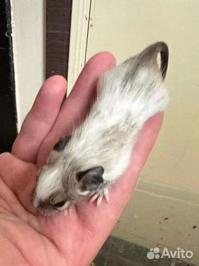 Белочки Дегу