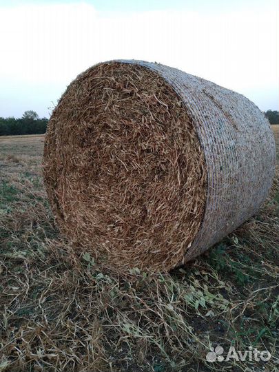 Солома гороховая