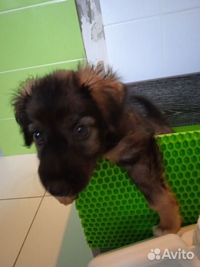 Щенок (мальчик) в добрые руки