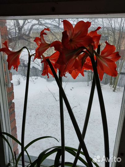 Гиппеаструм