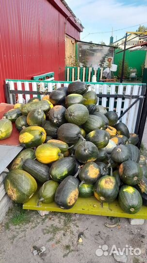 Тыква большая