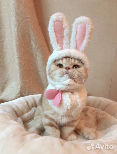 Шапка зайчик для кота, собаки