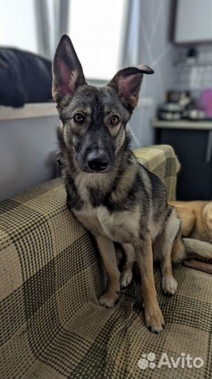 Собака в добрые руки дворняга