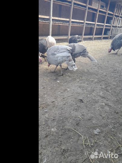 Индюки на разведение. Инкубационное яйцо