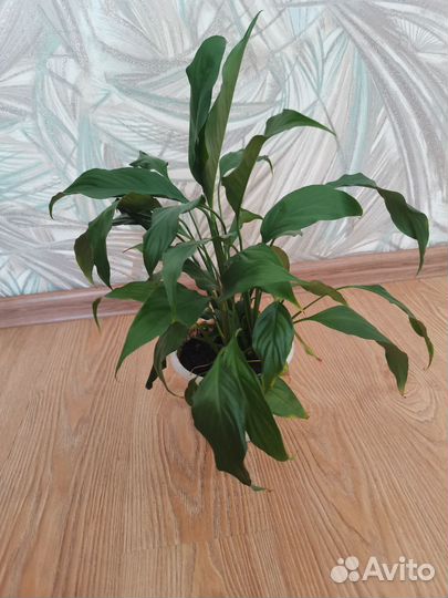 Спатифиллум