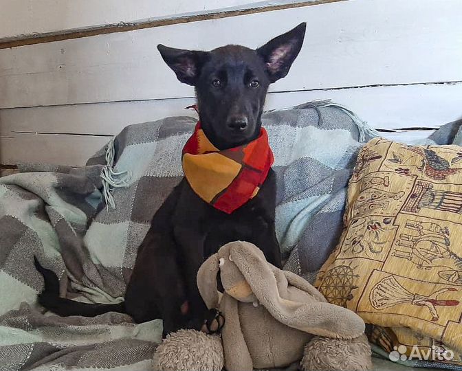 Черри - щенок-девочка в хорошие руки