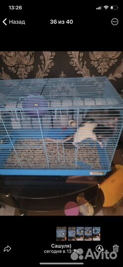 Клетка и крысы