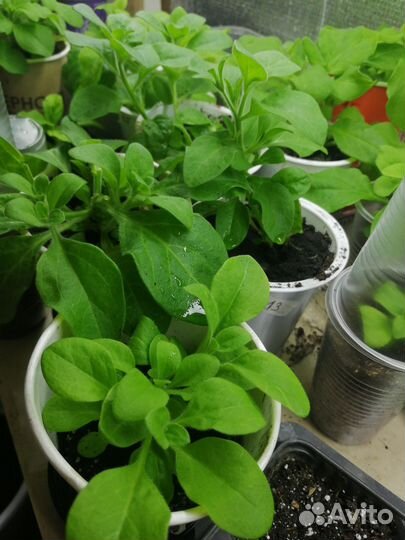 Петуния ампельная