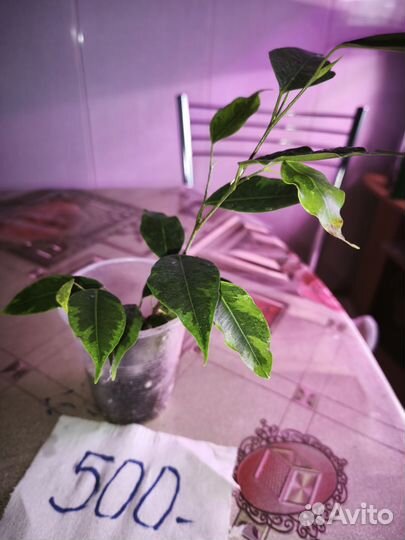 Комнатные Цветы