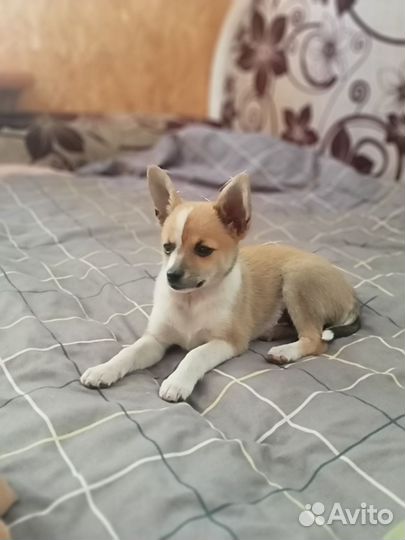 Помчи -той-терьер