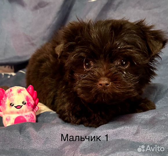 Шоколадные йорки