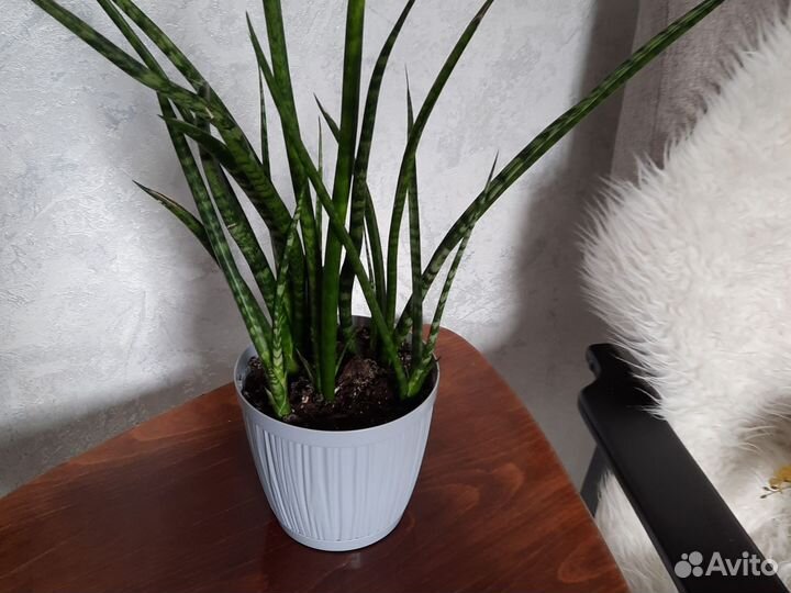 Сансевиерия цилиндрическая