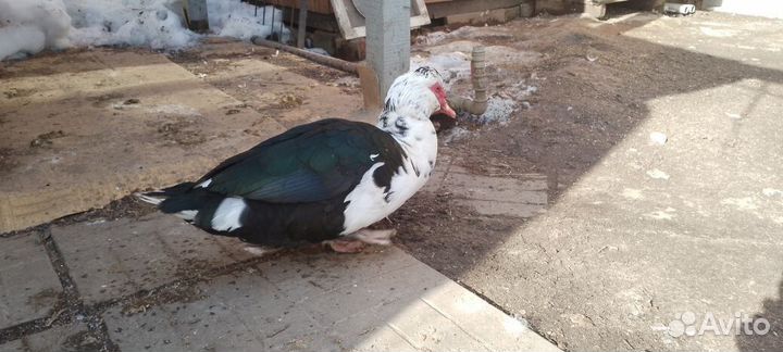 Мускусные утки. для разведения