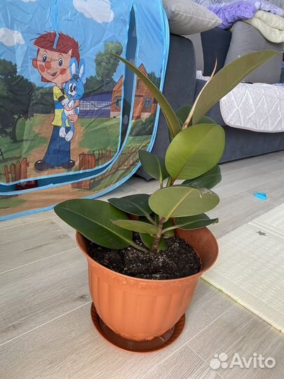 Фикус каучуконосный