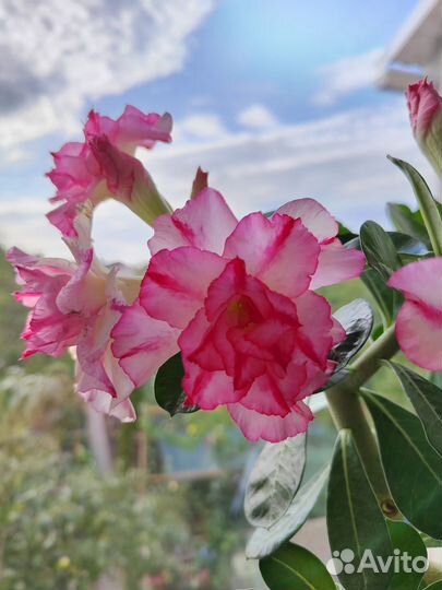 Адениум прививка