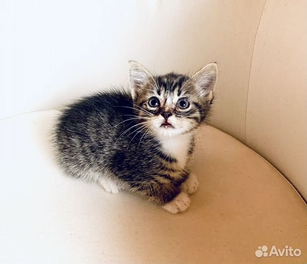 Котята в добрые руки бесплатно