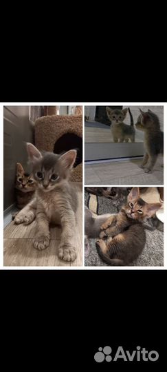 Abyssisphynx - абиссфинкс