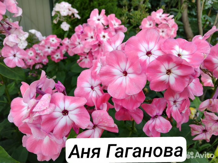 Флоксы метельчатые