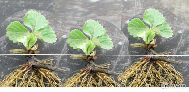 Усы клубники и ремонтантной земляники